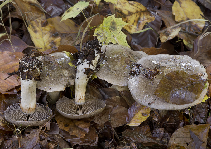 Cortinarius infractus